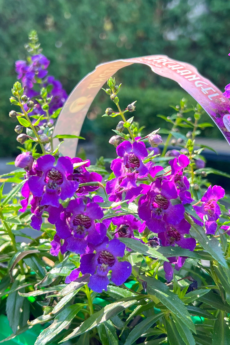Angelonia, Purple Flat