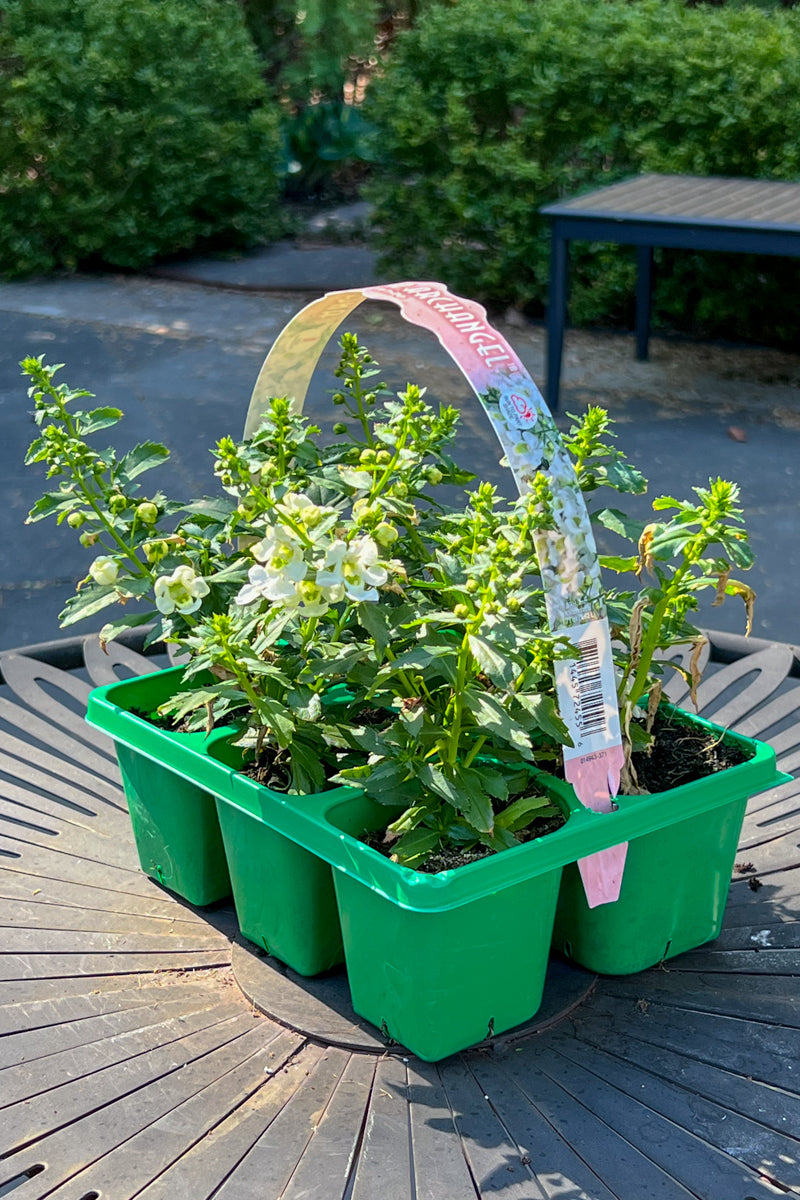 Angelonia, White