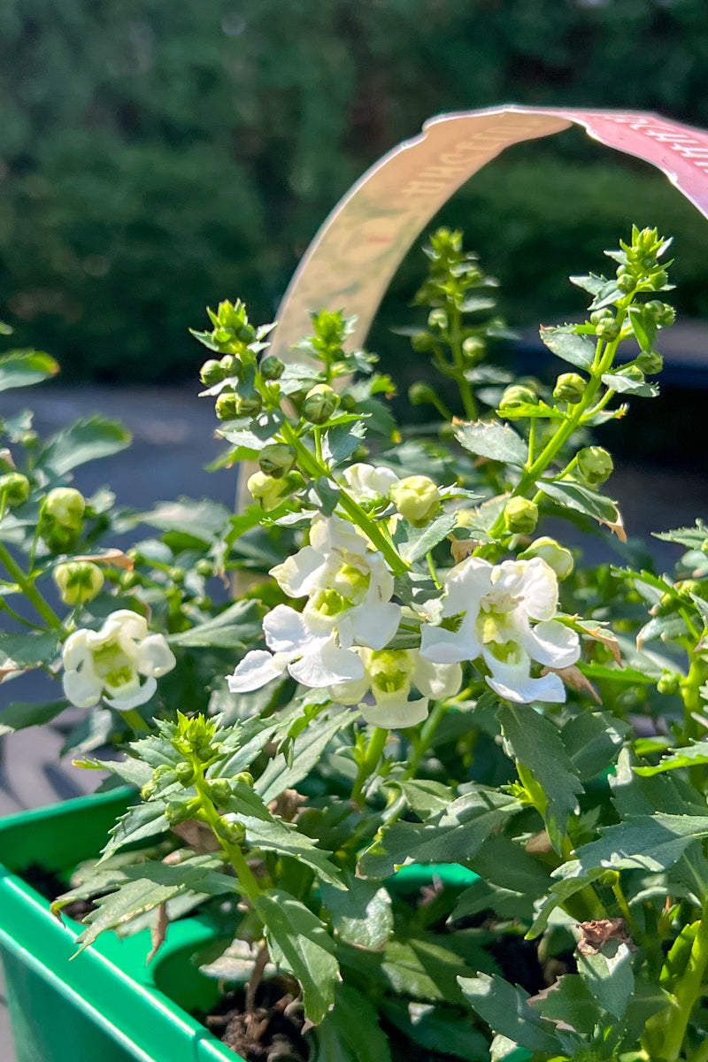 Angelonia, Archangel White