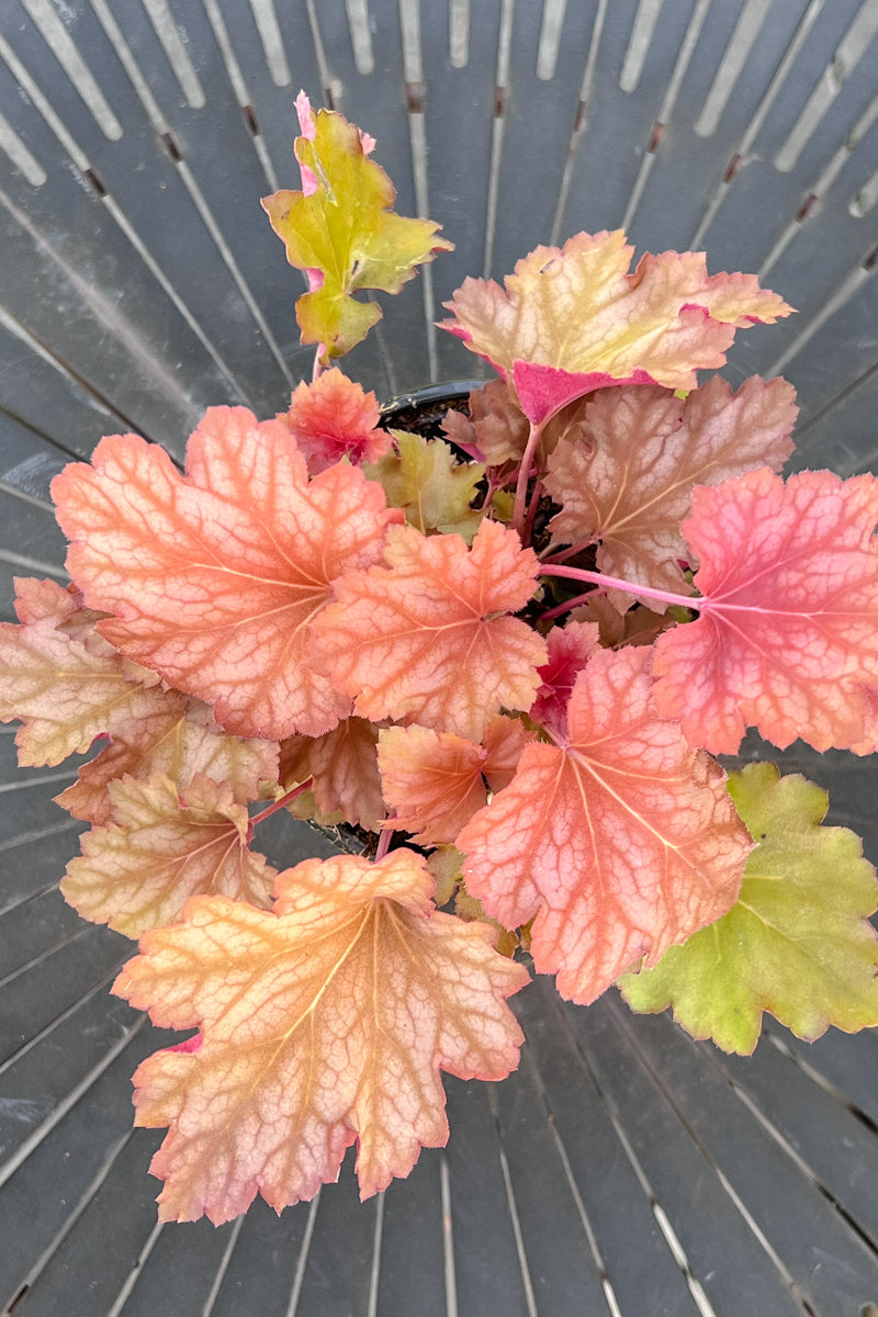 Coral Bells, Carnival Watermelon