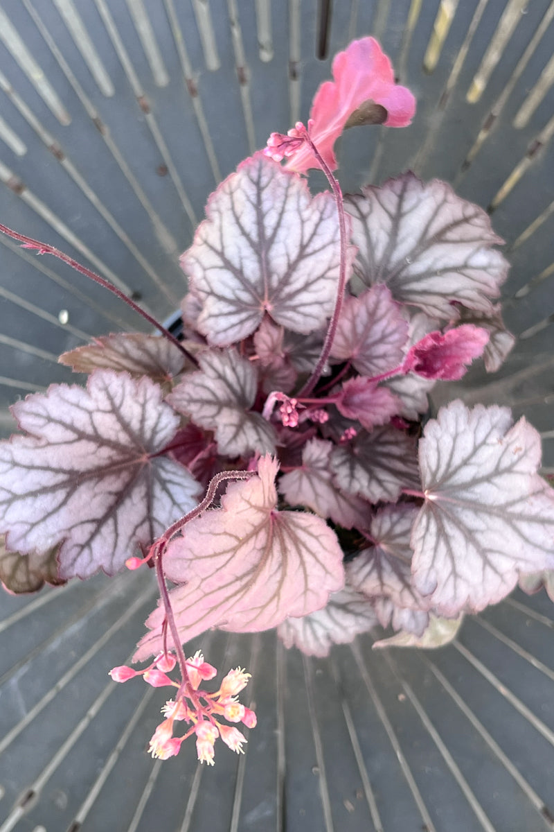 Coral Bells, Carnival Rose Granita 4"