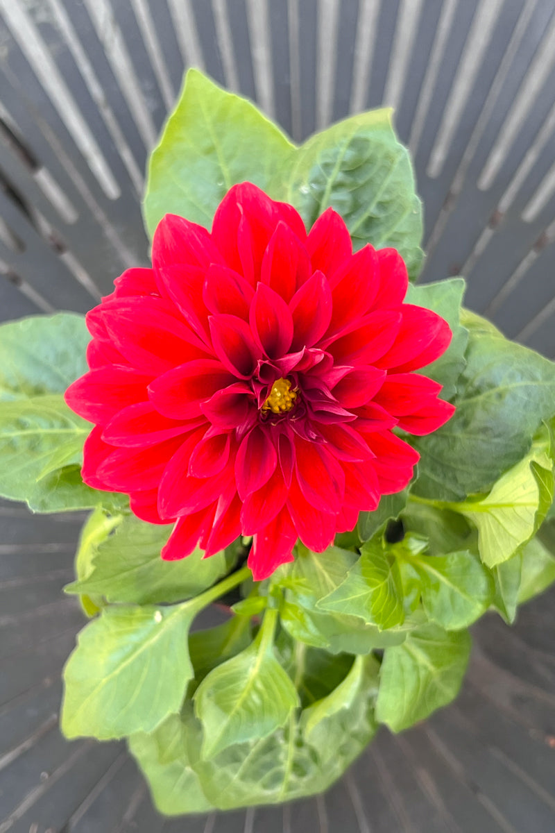 Dahliaetta Patty Red