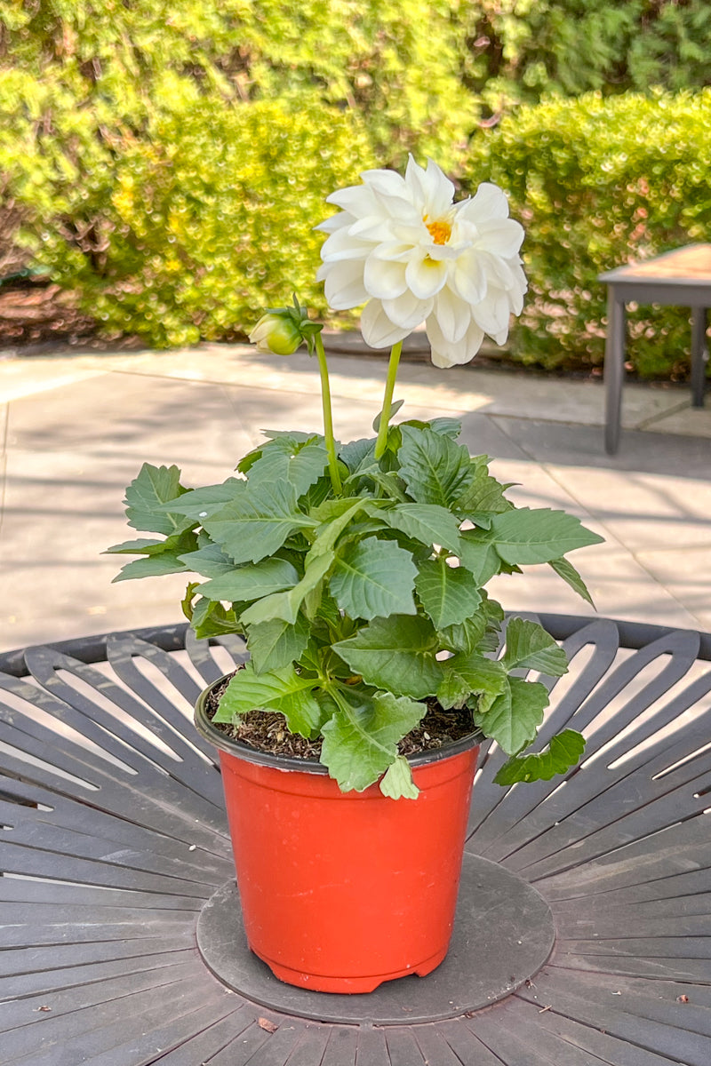 Dahlietta Blanca White