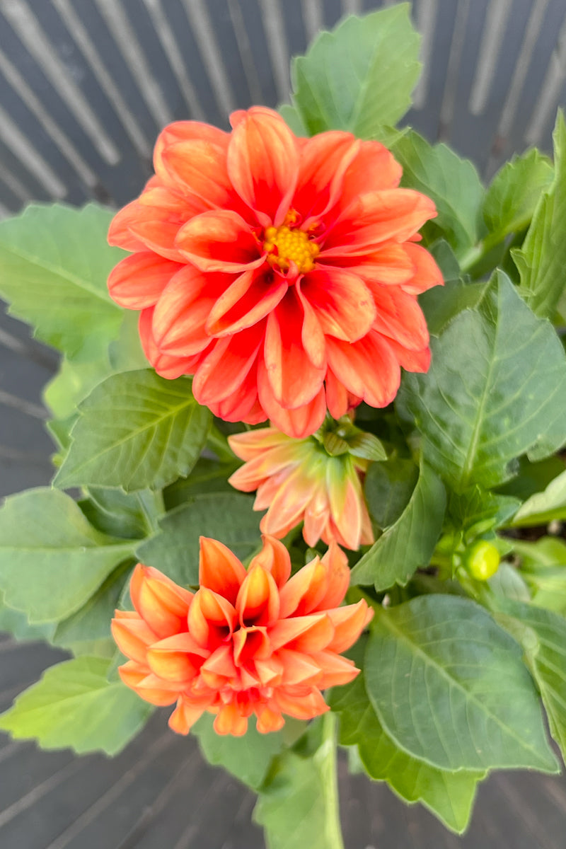 Dahlietta, Rachel Orange