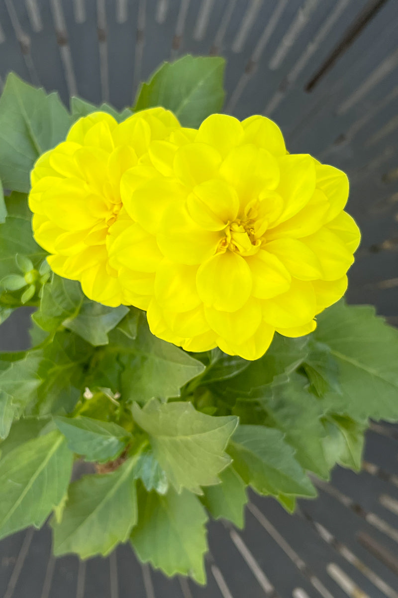 Dahlietta, Julia Yellow