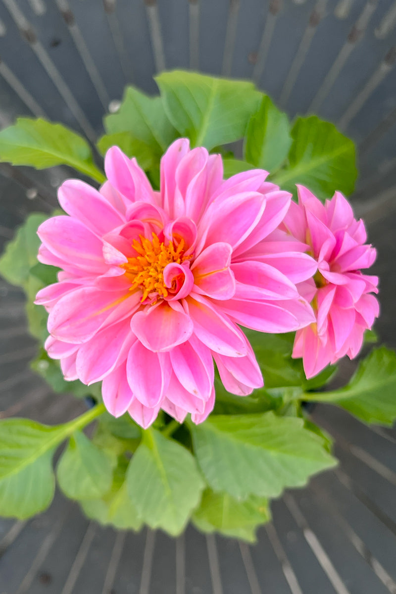 Dahlietta Emily Light Pink