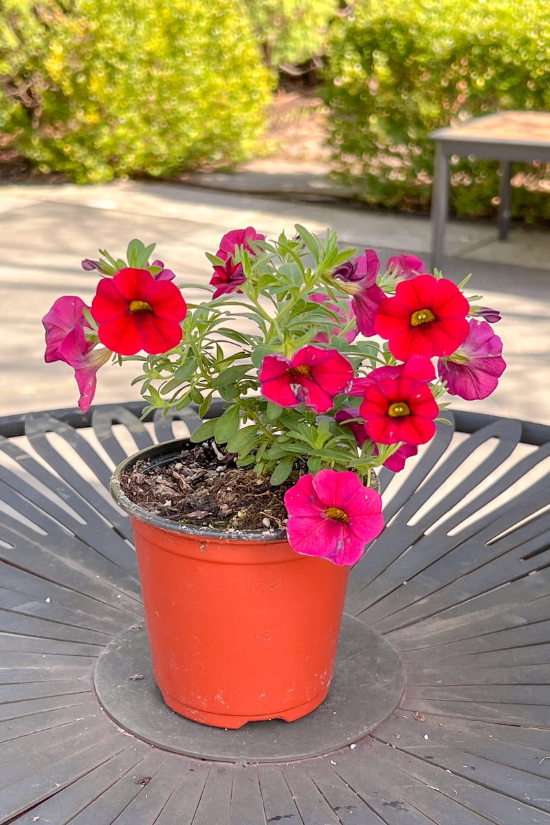 Calibrachoa, Red