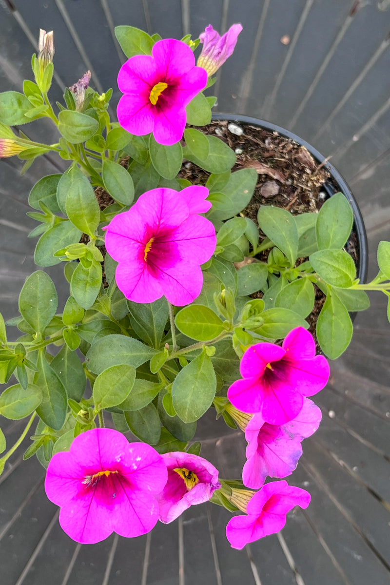 Calibrachoa, Hot Pink