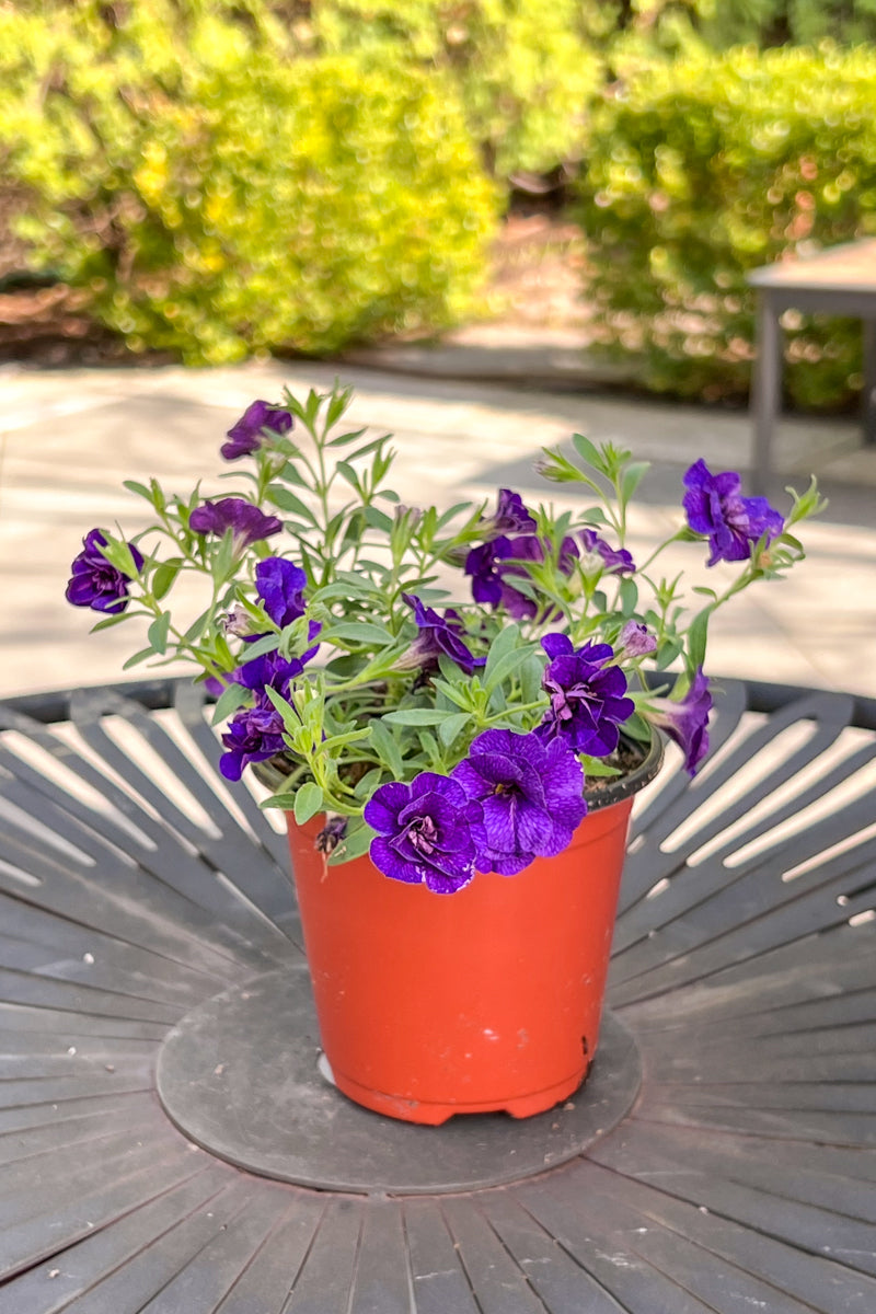 Calibrachoa, Mf Uno Dark Blue