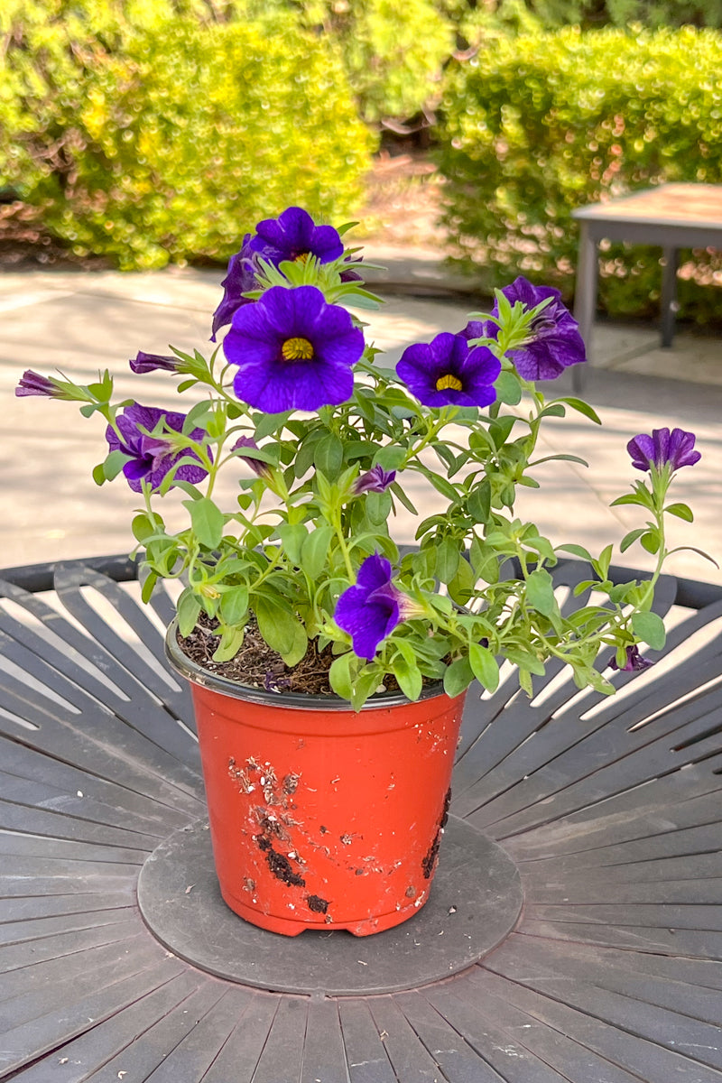 Calibrachoa, Blue