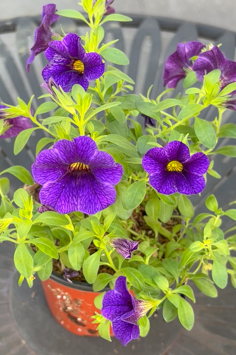 Calibrachoa, Blue