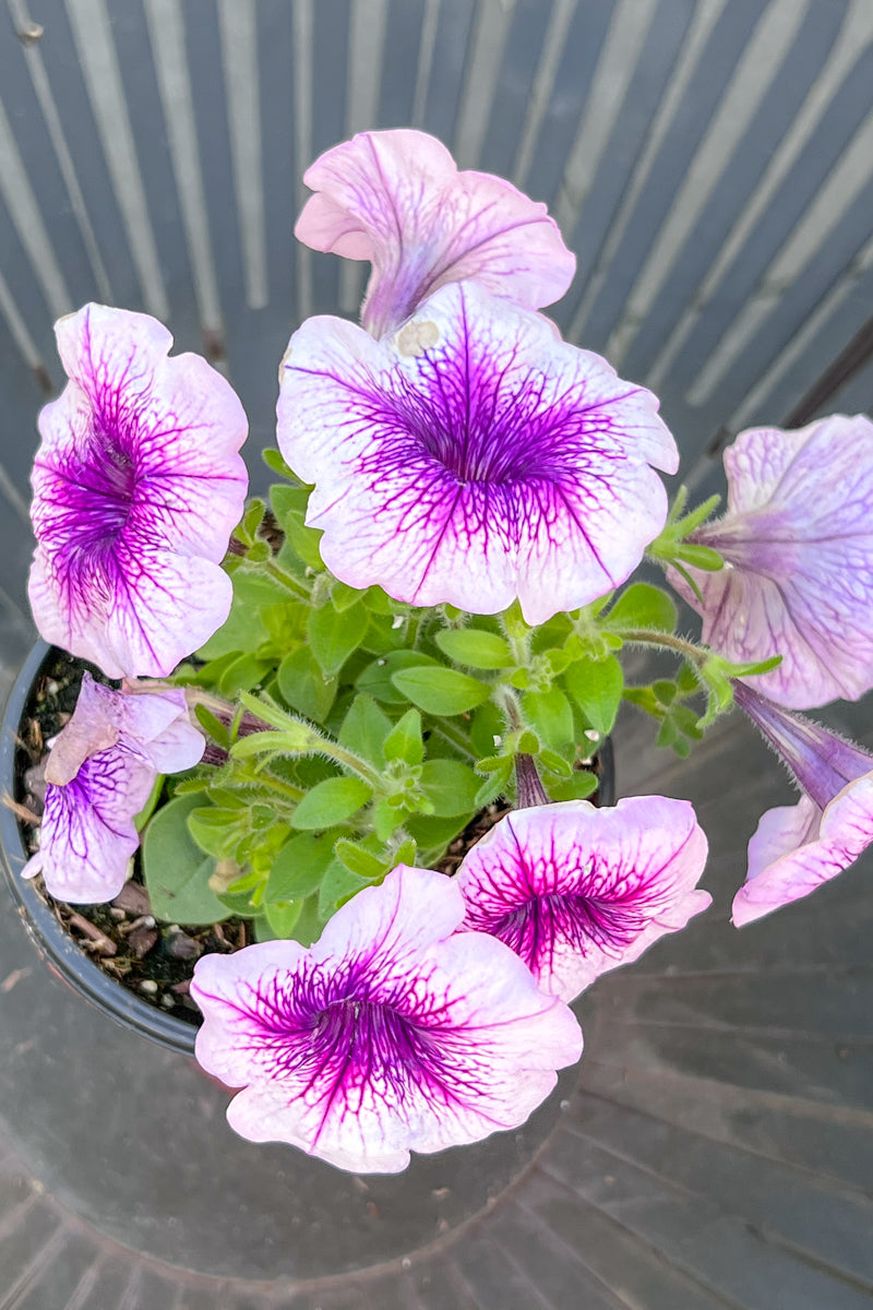 Petunia, Purple Vein 4"