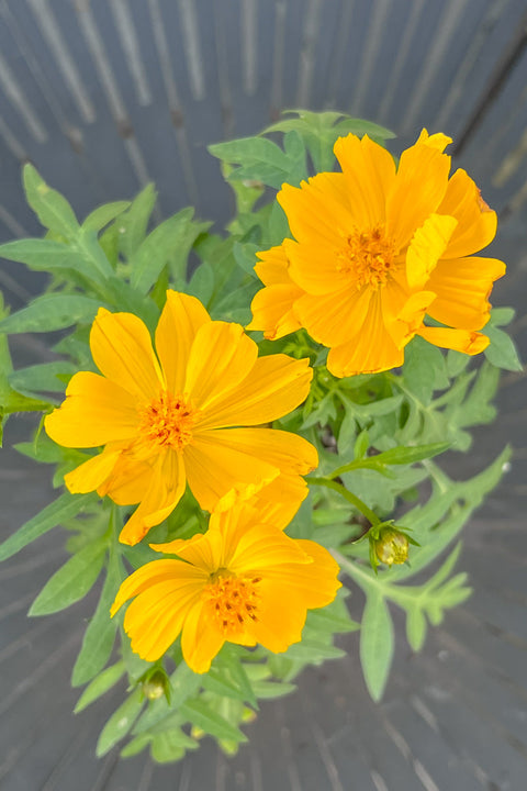 Cosmos Yellow