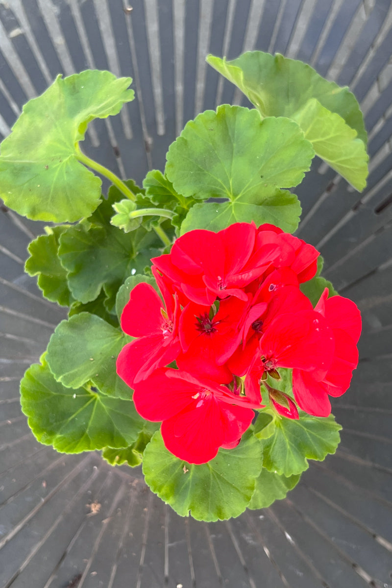 Geranium Red