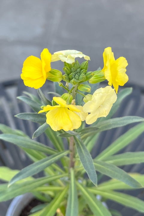 Erysimum Winter Light