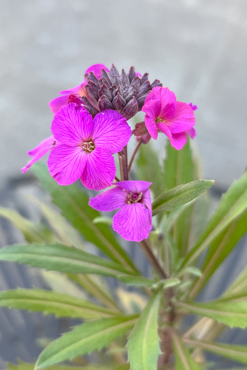 Erysimum Winter Joy