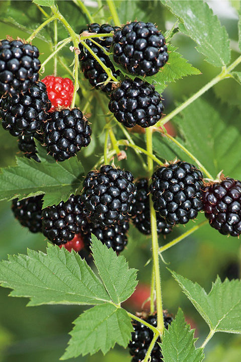 Fruit, Blackberry Loch Ness