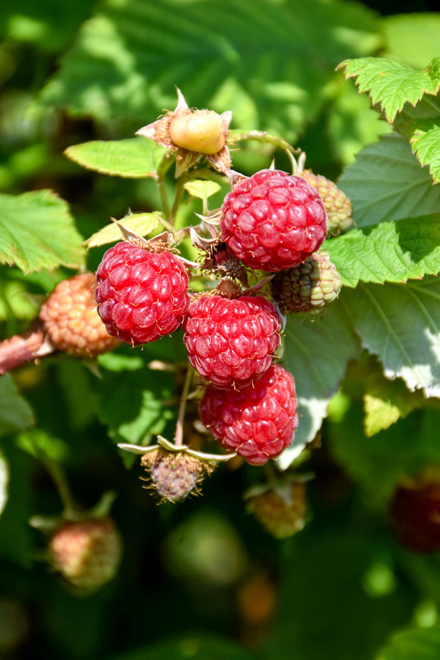 Fruit, Raspberry Boyne