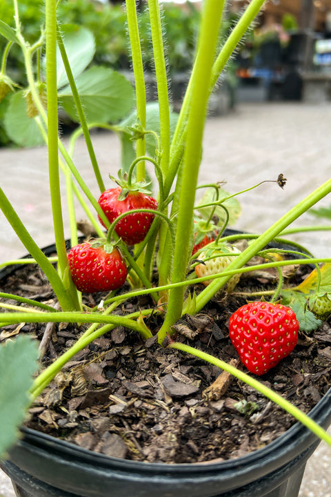 Strawberry, Honeoye