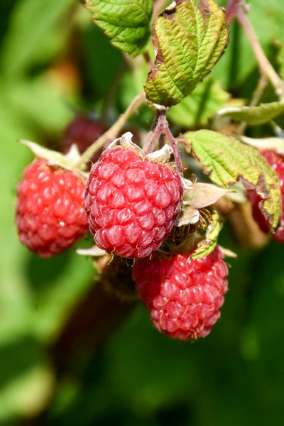 Fruit, Raspberry Encore