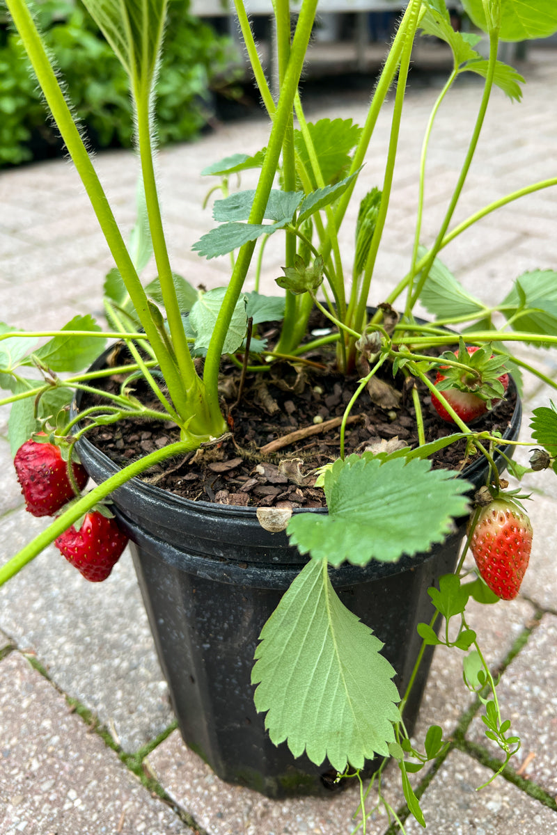 Strawberry, Combo