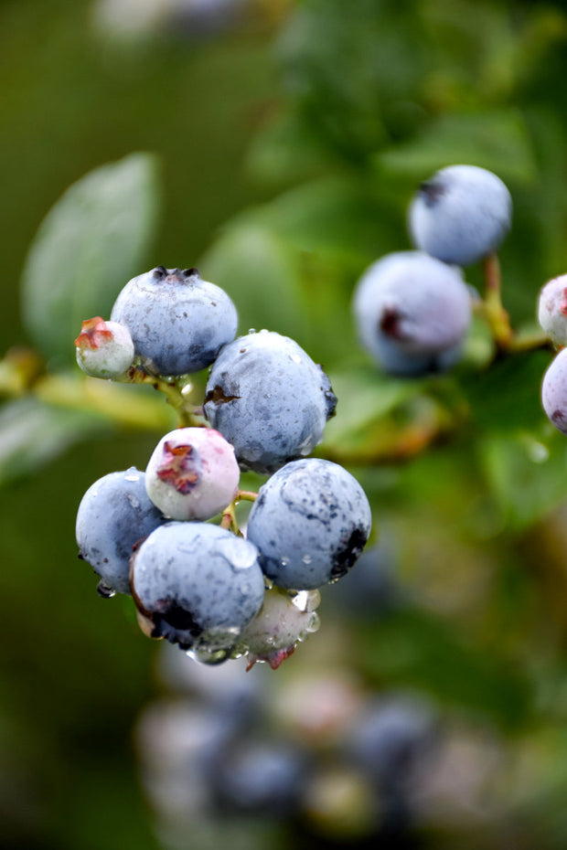 Fruit, Blueberry Polaris