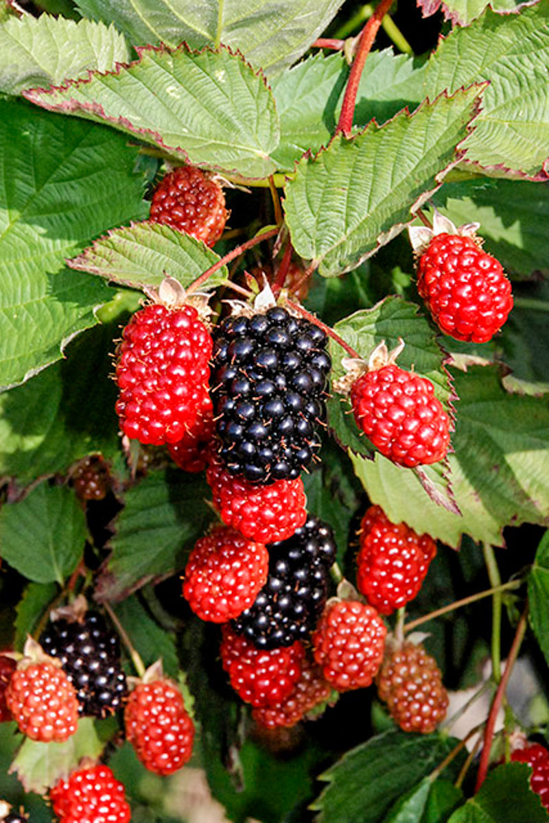 Fruit, Blackberry Twilight