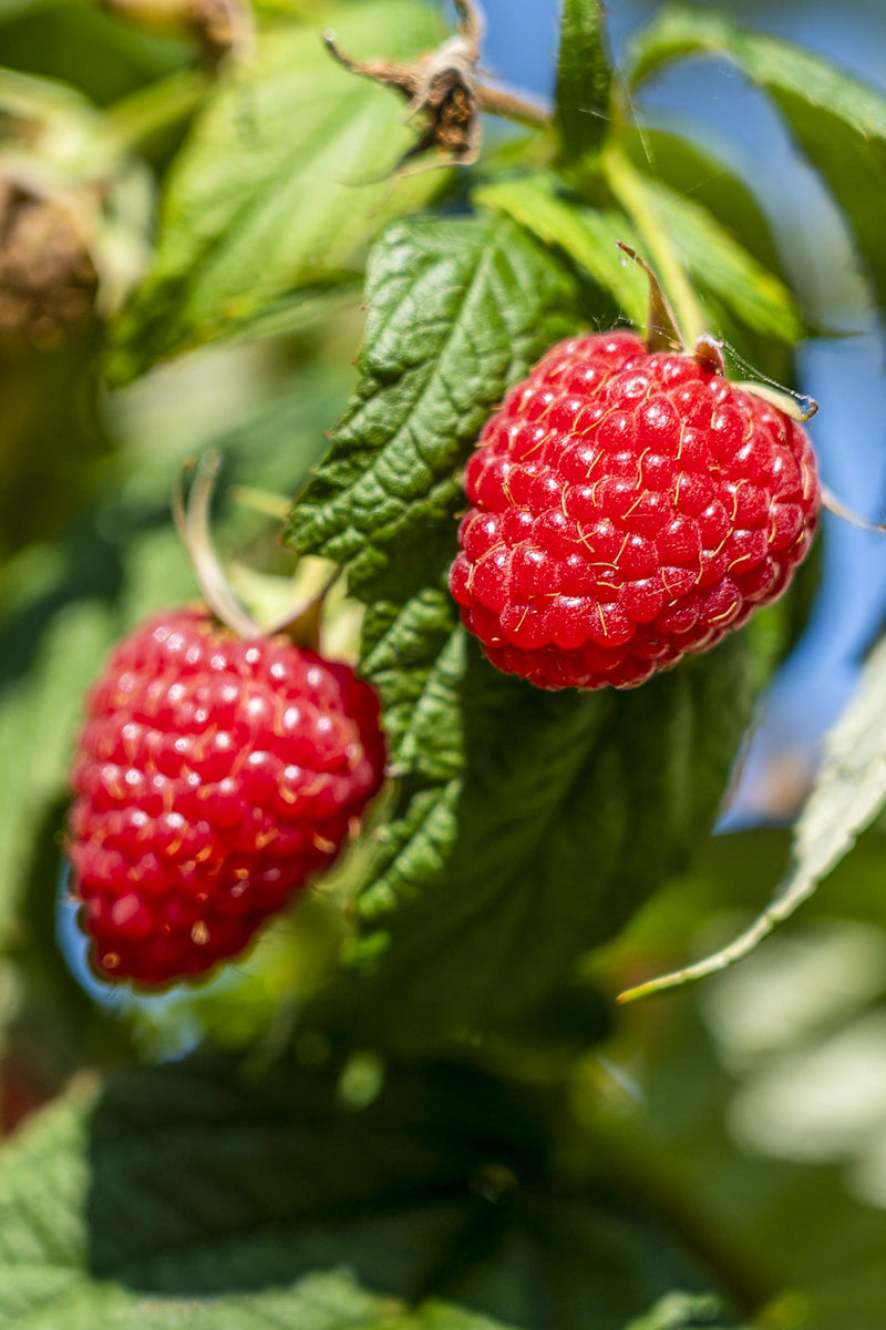 Fruit, Raspberry Coho