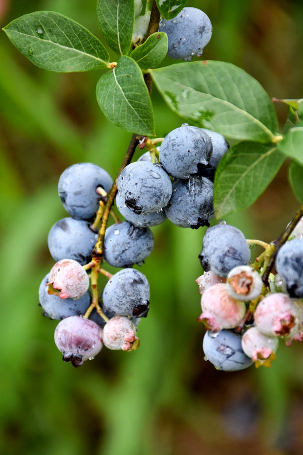 Fruit, Blueberry Legacy