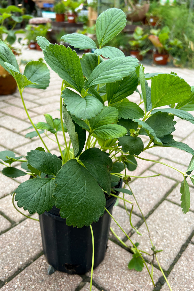 Strawberry, Pineberry