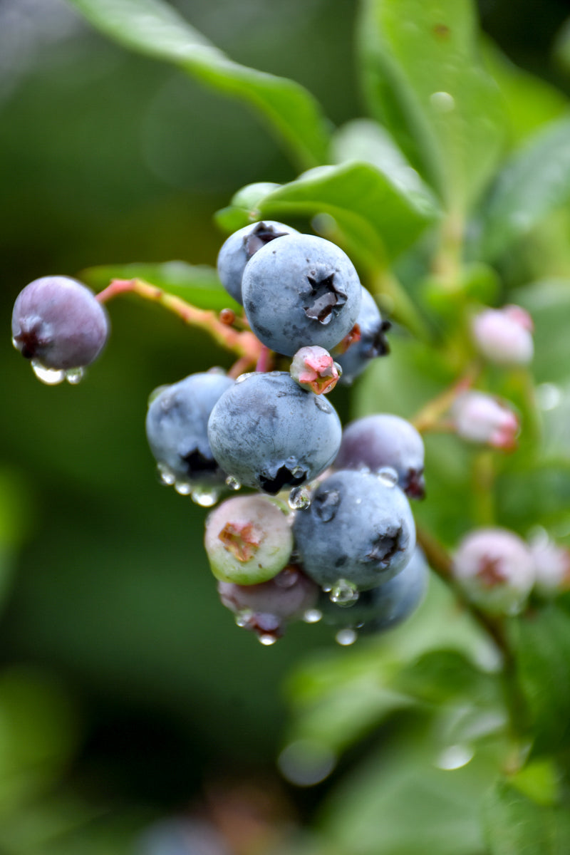 Fruit, Blueberry Bonus