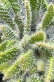 Cactus, Snow Prickly Pear 12"