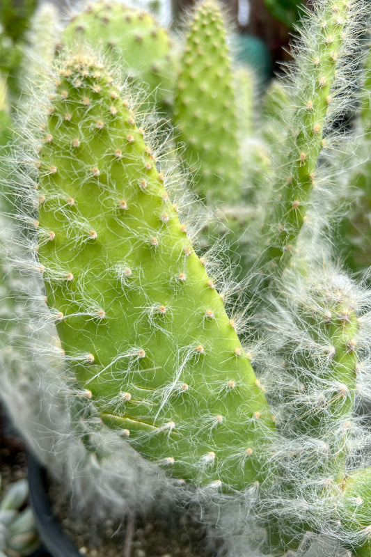 Cactus, Snow Prickly Pear 12"