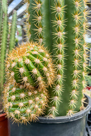 Cactus, Sun Goddess 12"