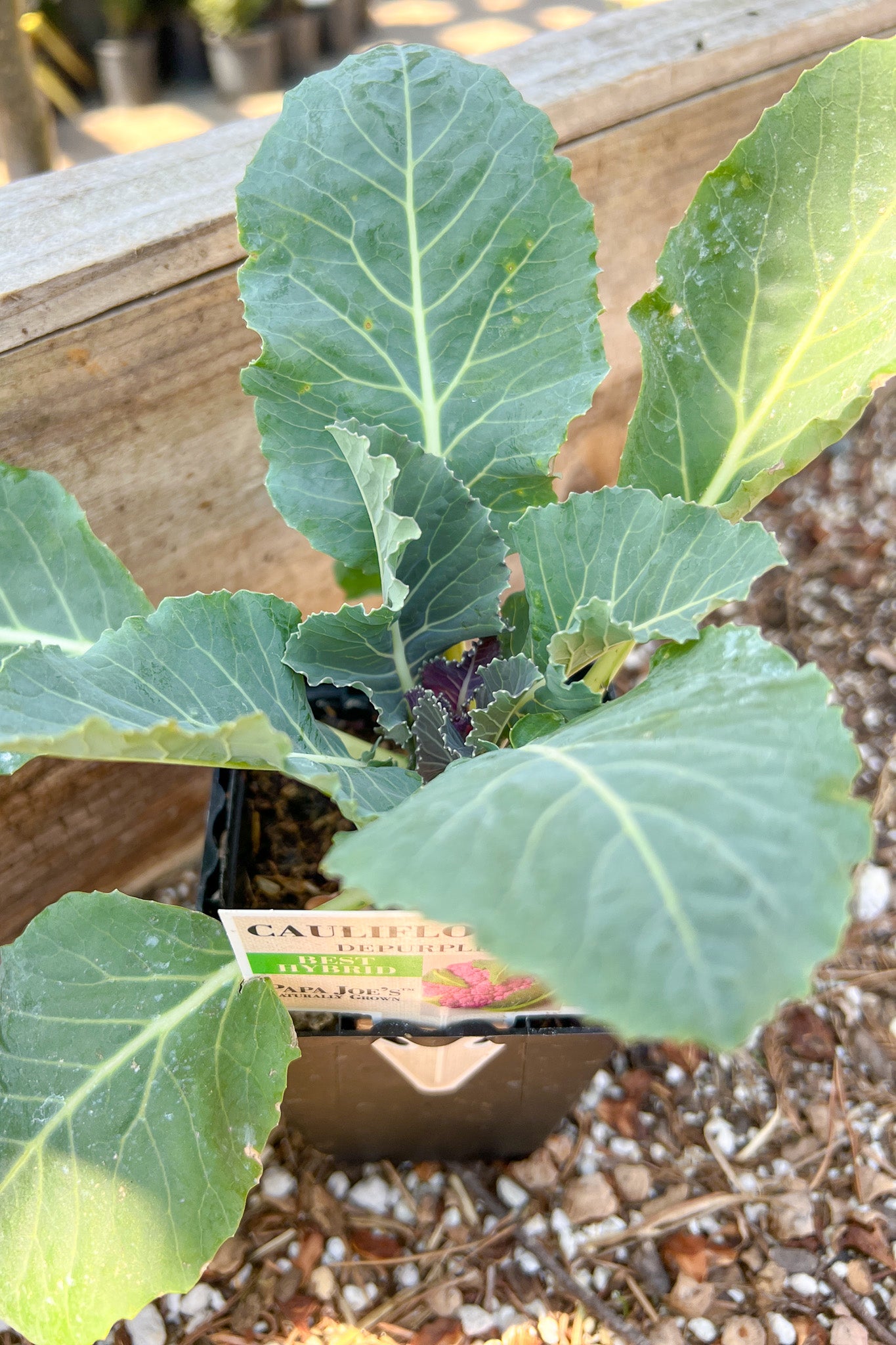 Vegetable,Cauliflower D Purp