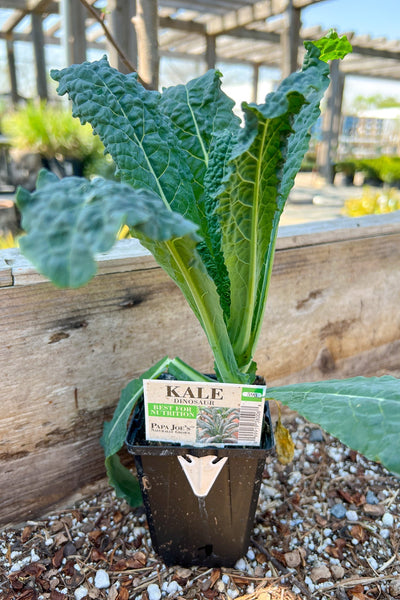 Vegetable, Kale Dinosaur 4"