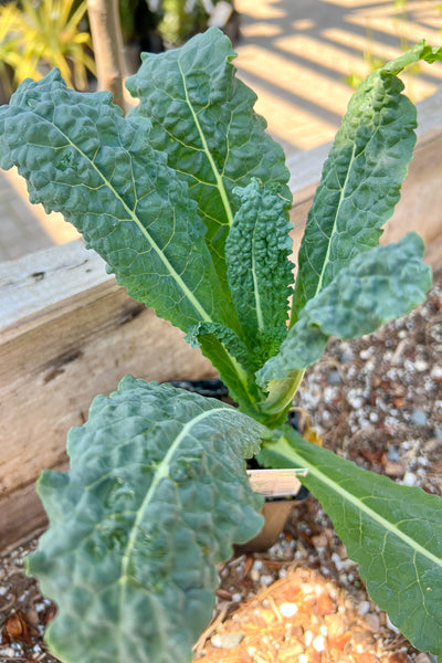 Vegetable,Kale Dinosaur