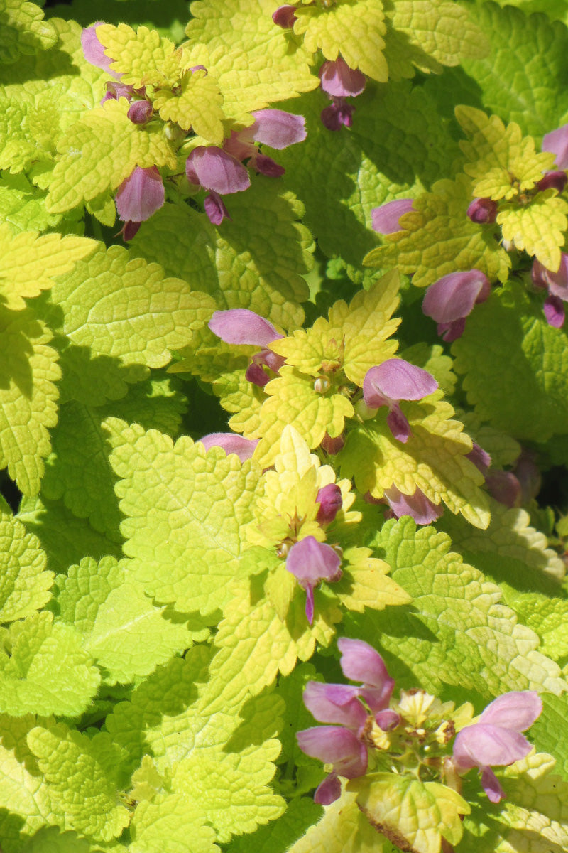 Lamium, Yellow