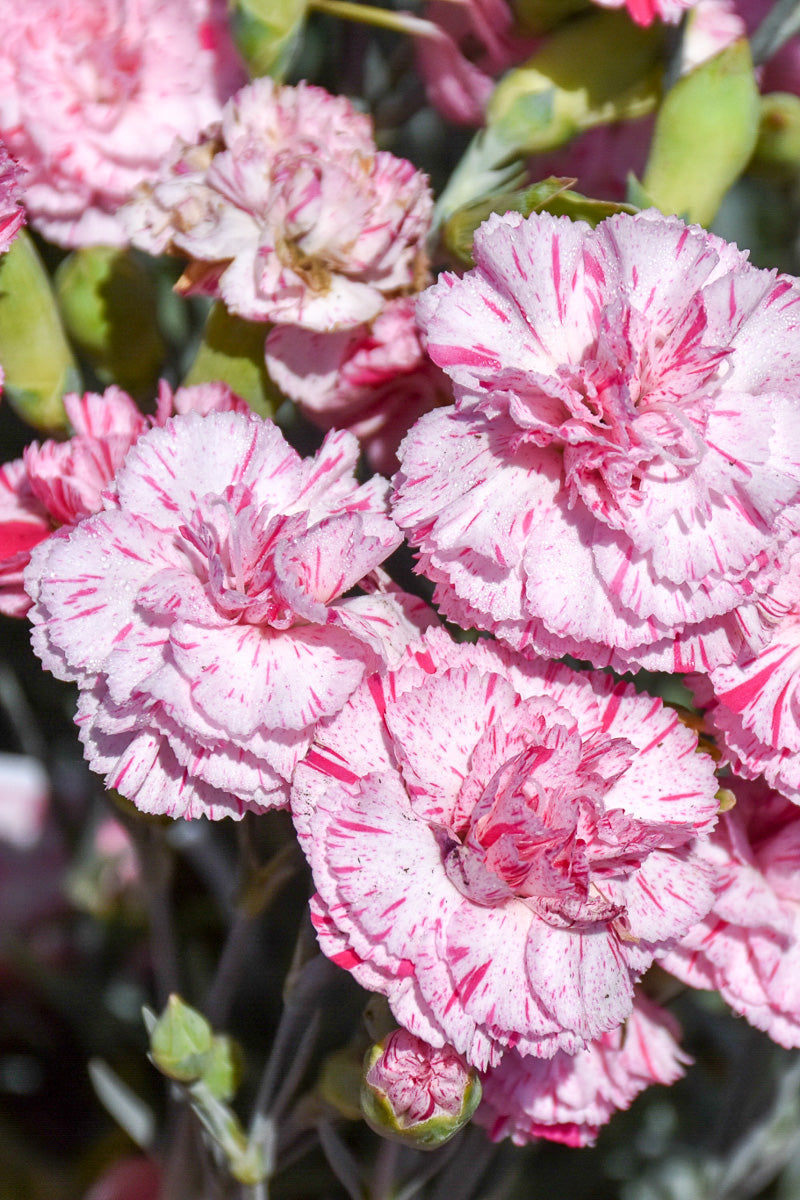 Dianthus, Pinball Wizard