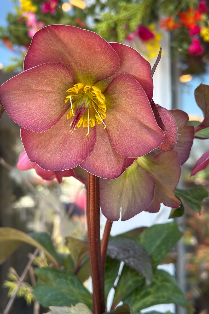 Hellebore, Cheryl Shine