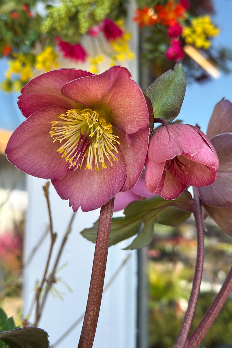 Hellebore, Cheryl Shine