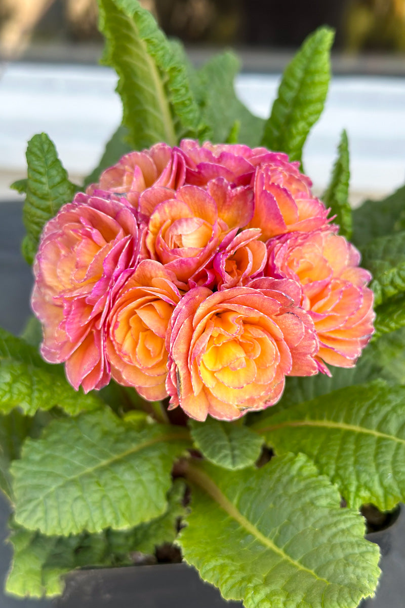 Primrose, Pretty Polly Blushing Peach