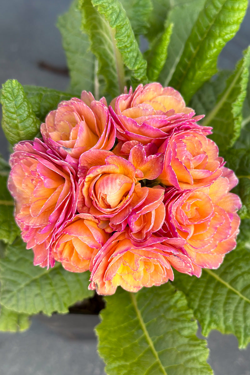 Primrose, Pretty Polly Blushing Peach