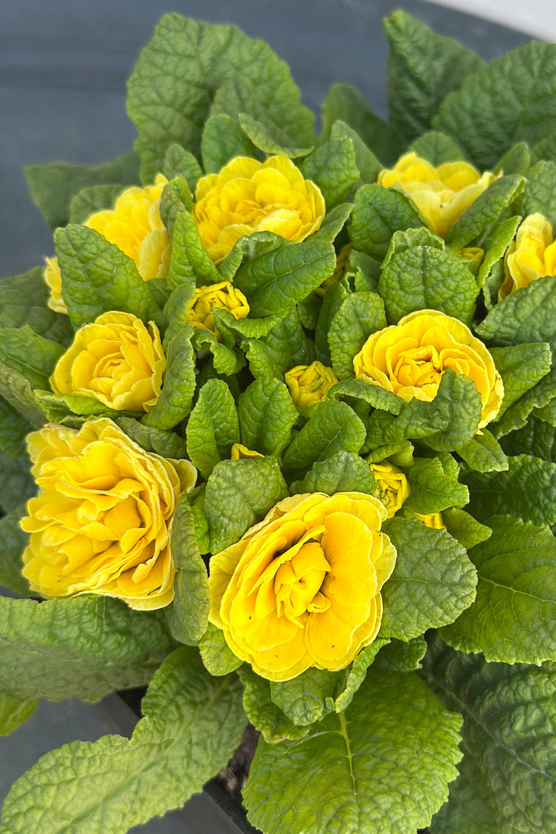 Primrose, Belarina Buttercup