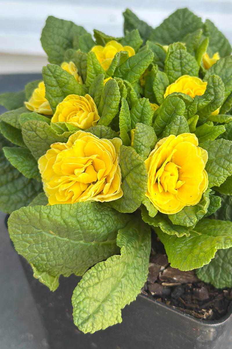 Primrose, Belarina Buttercup