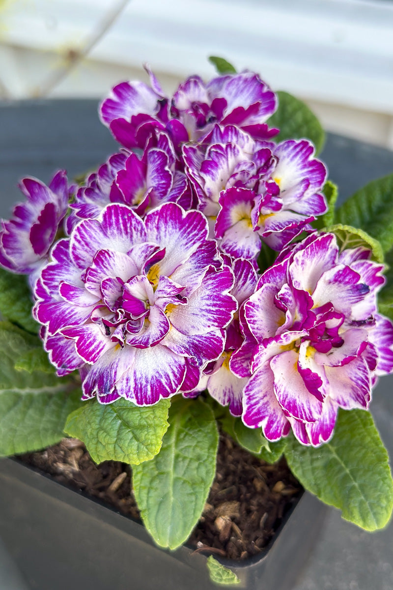 Primrose, Belarina Lively Lilac