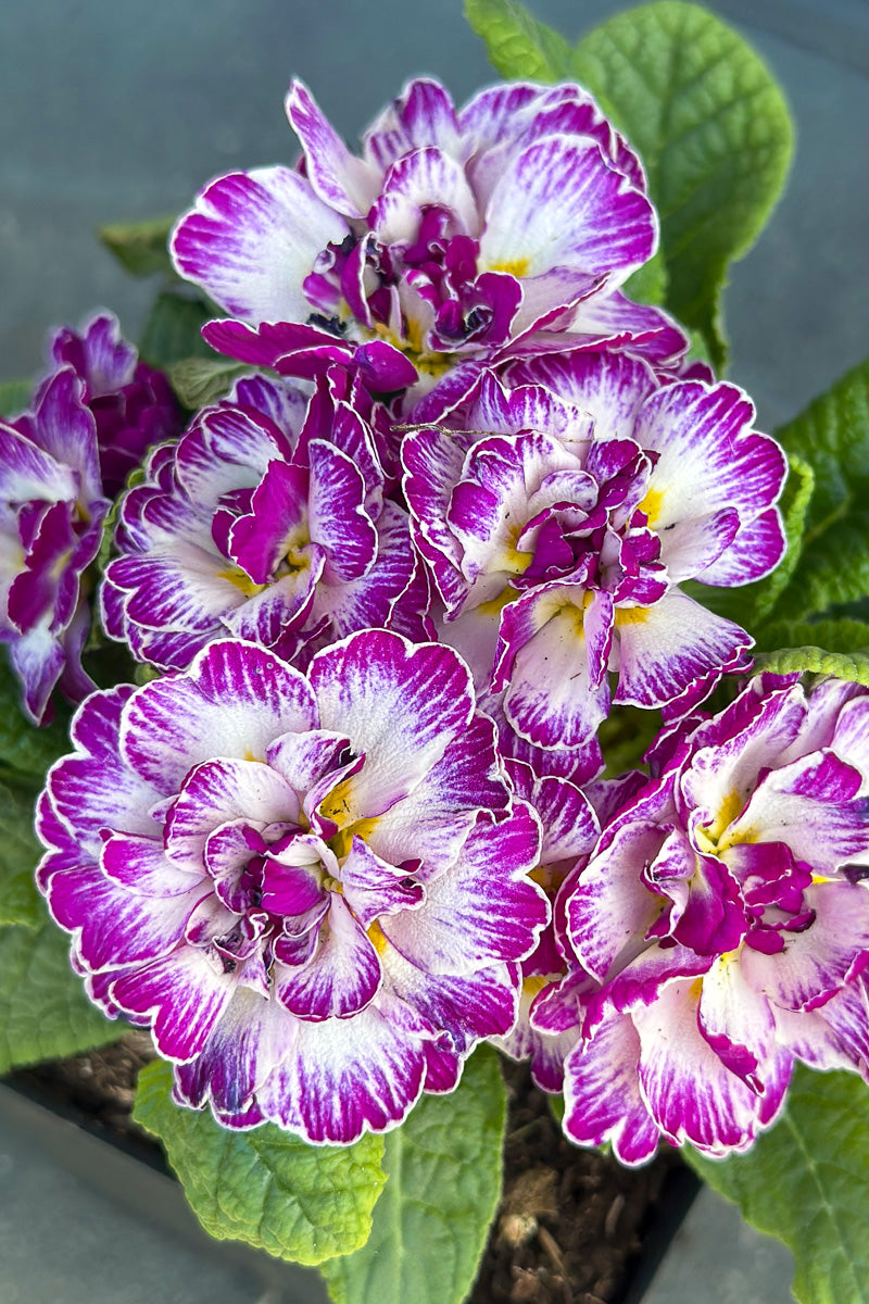 Primrose, Belarina Lively Lilac