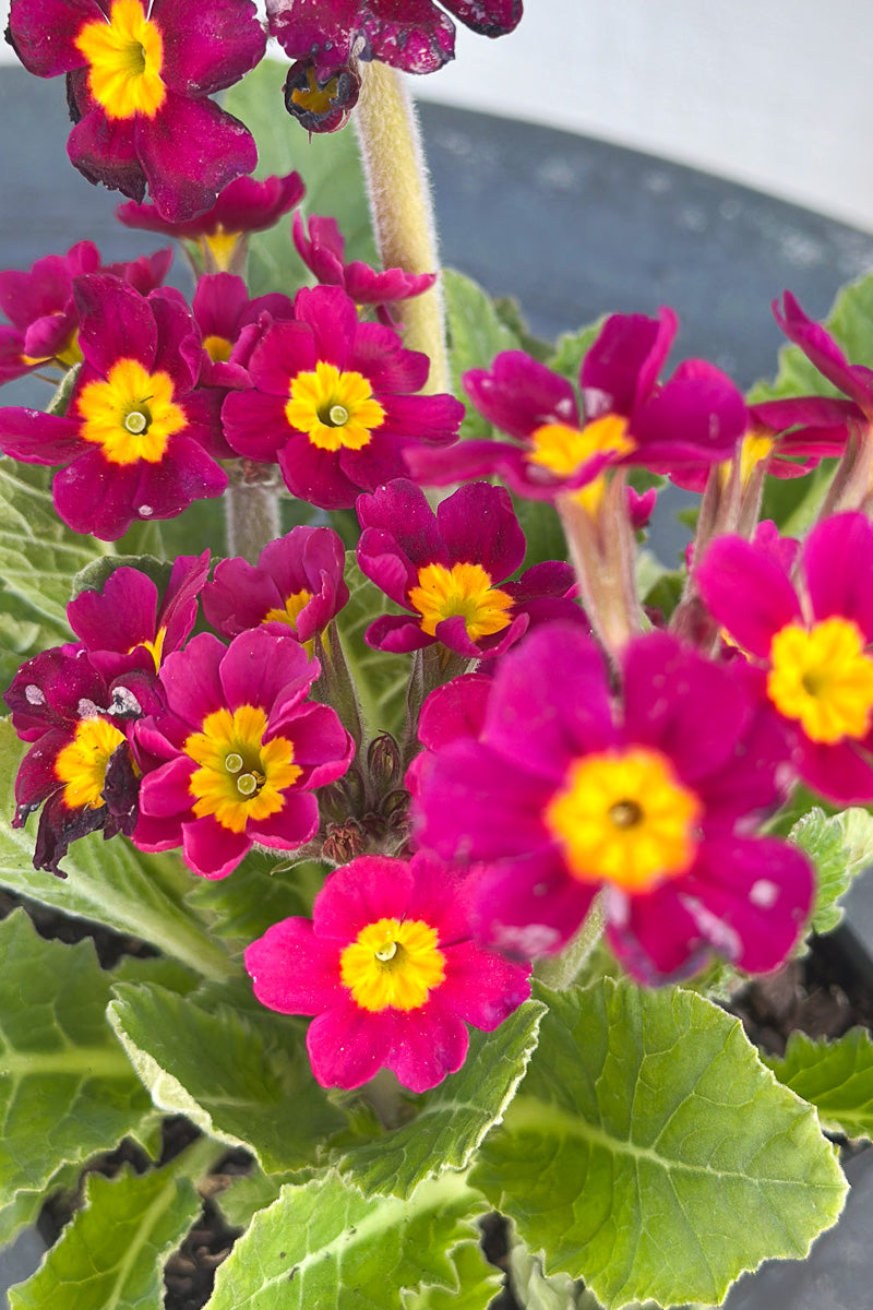 Primrose, Oakleaf Magenta