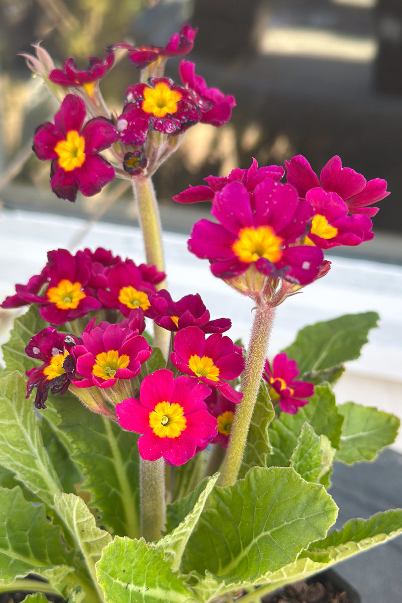 Primrose, Oakleaf Magenta