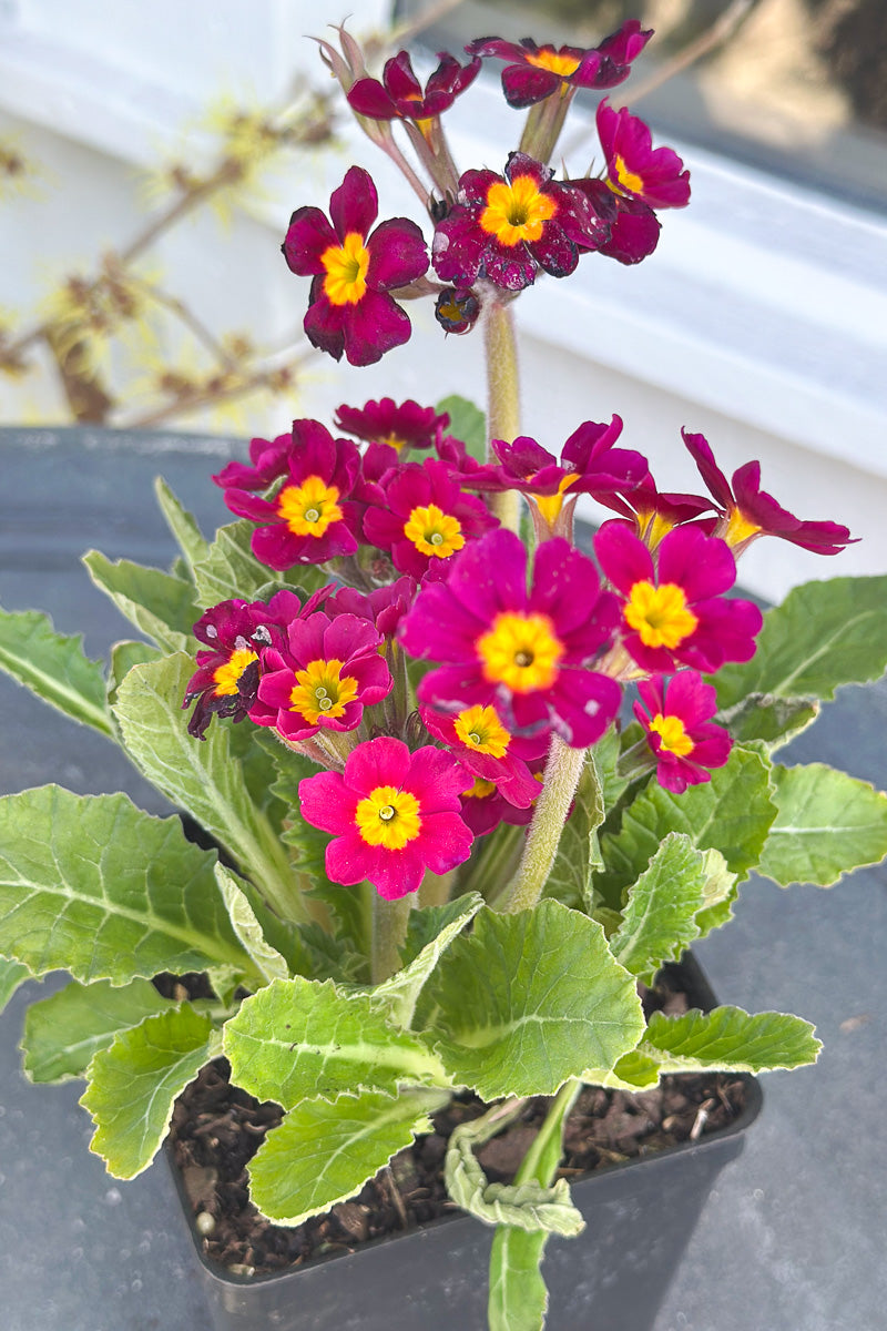 Primrose, Oakleaf Magenta